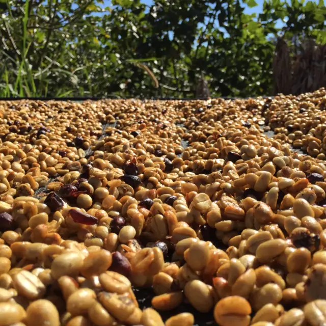 Close-up view of honey processed coffee drying in the sun