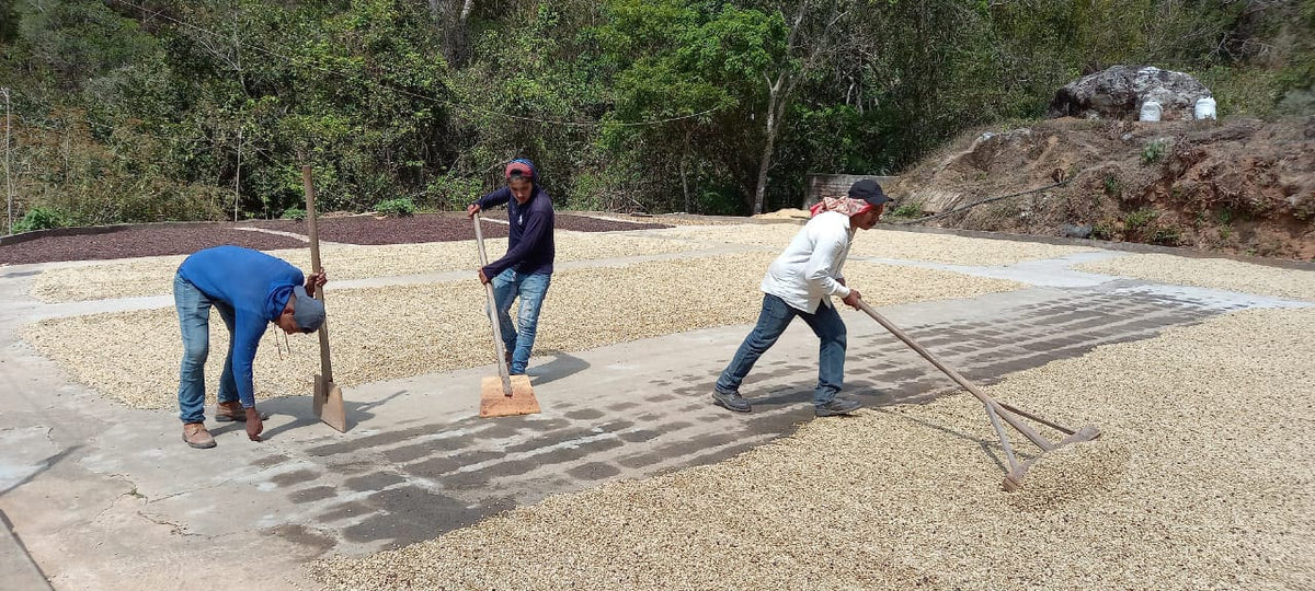 Mexico - Jaltenango - Organic